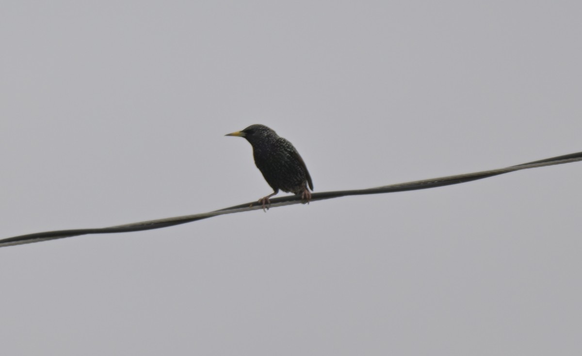 European Starling - ML644970585