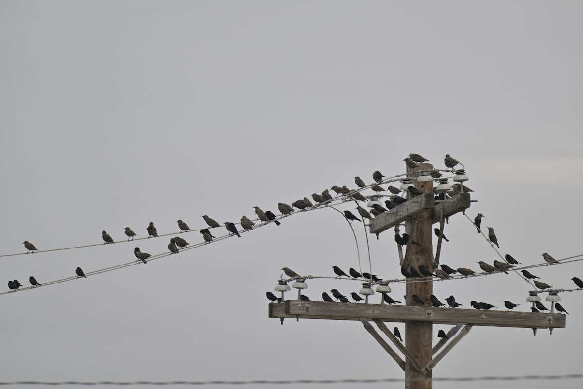 European Starling - ML644970586