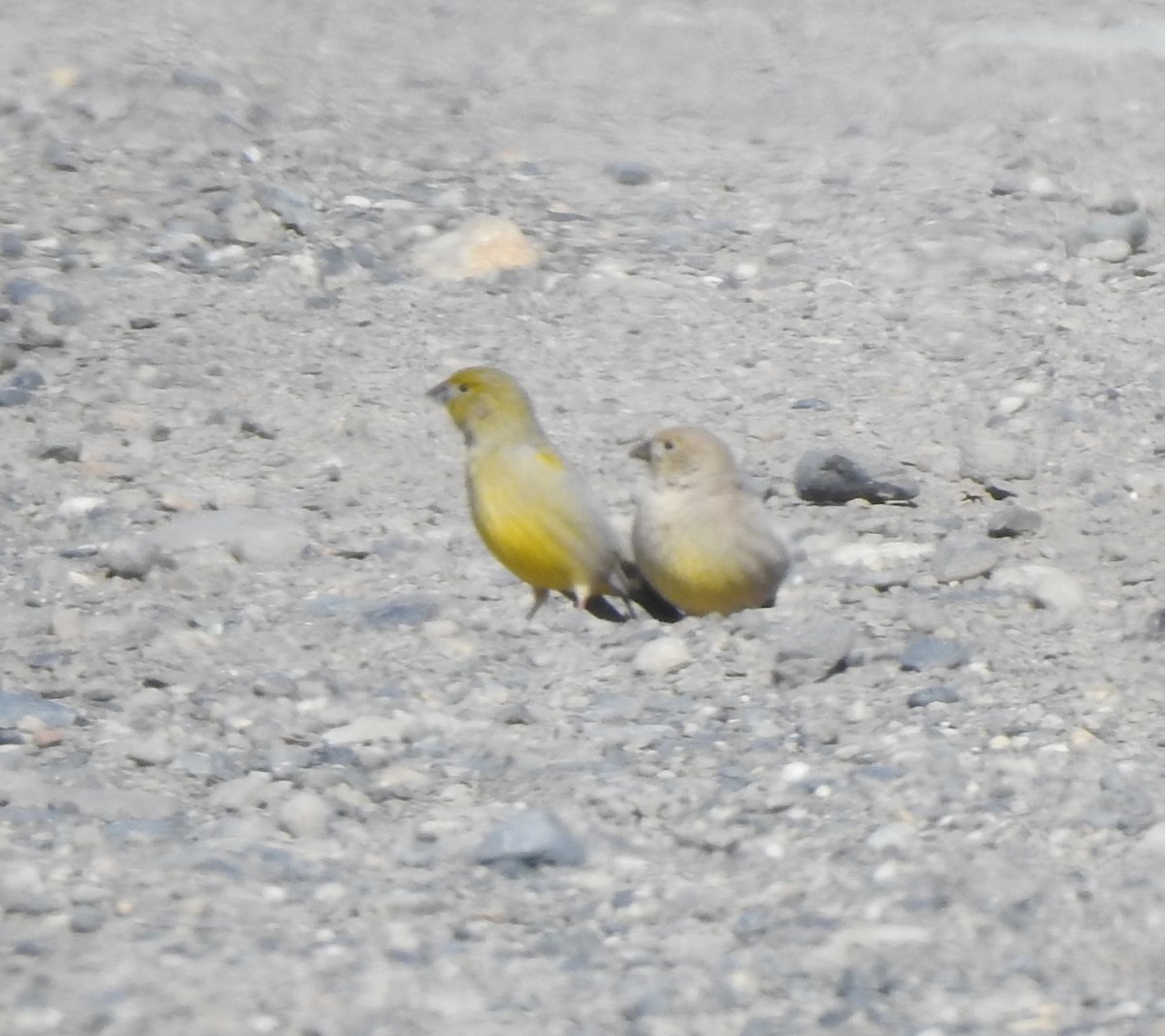 Patagonian Yellow-Finch - ML644970594