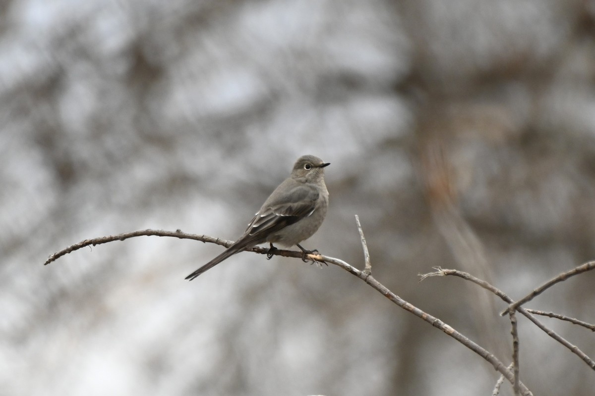 Townsend's Solitaire - ML644970605