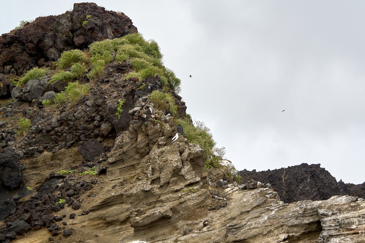 Nazca Booby - ML644970615