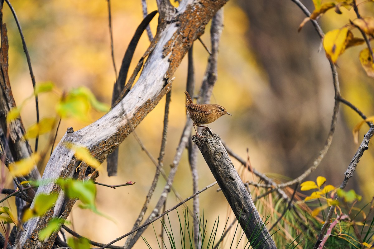 Pacific Wren - ML644970616