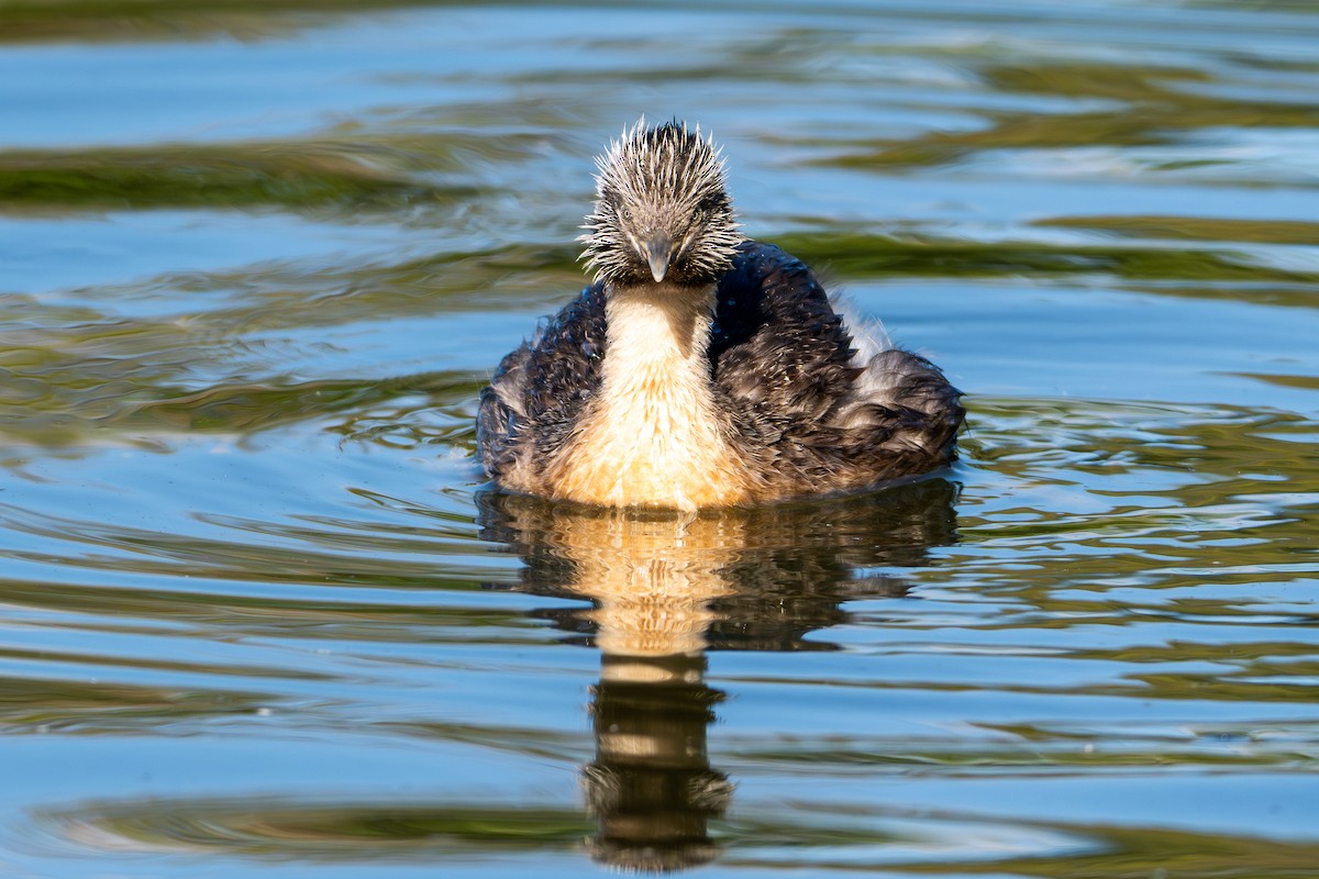 Kır Saçlı Batağan - ML644970622