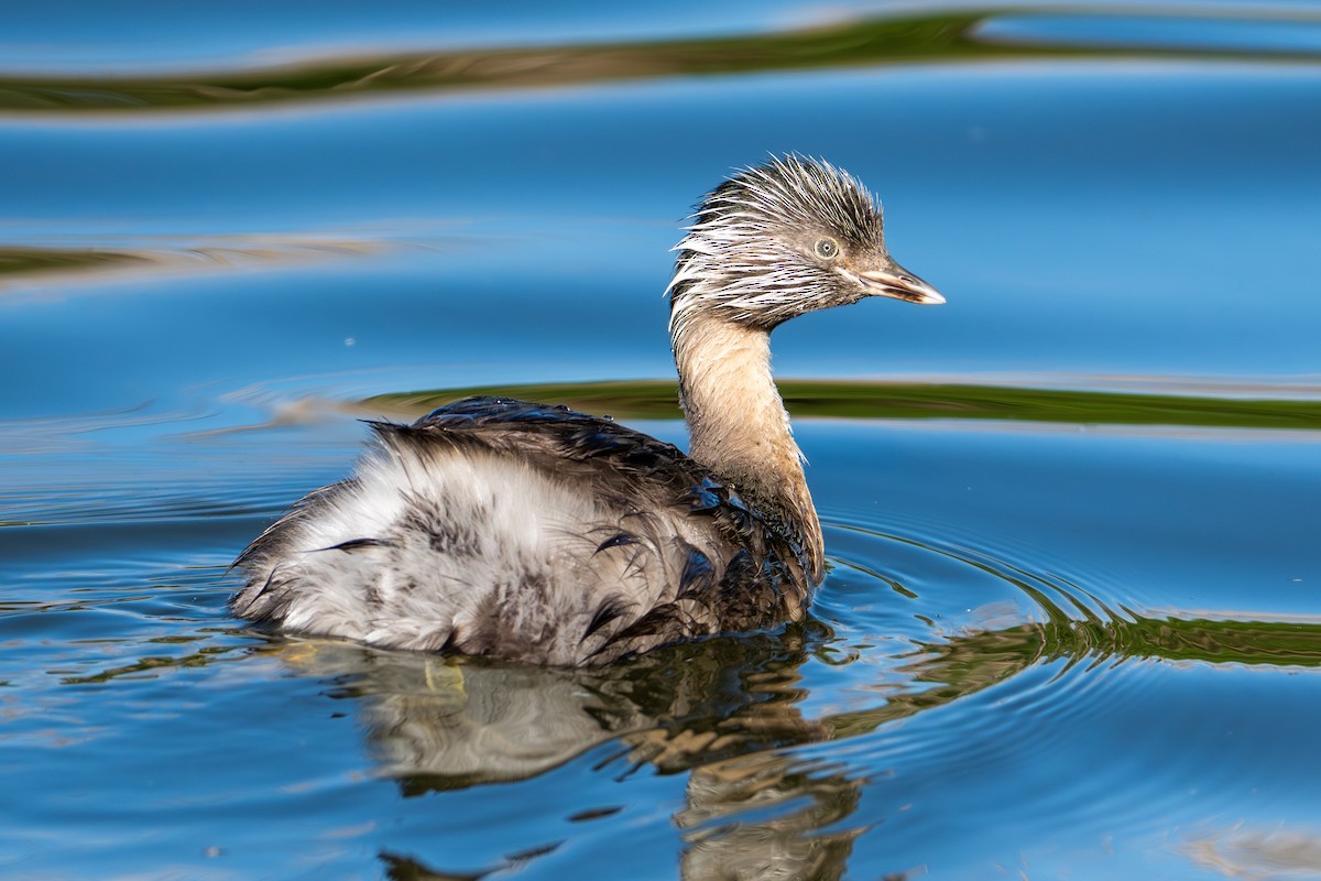 Kır Saçlı Batağan - ML644970623