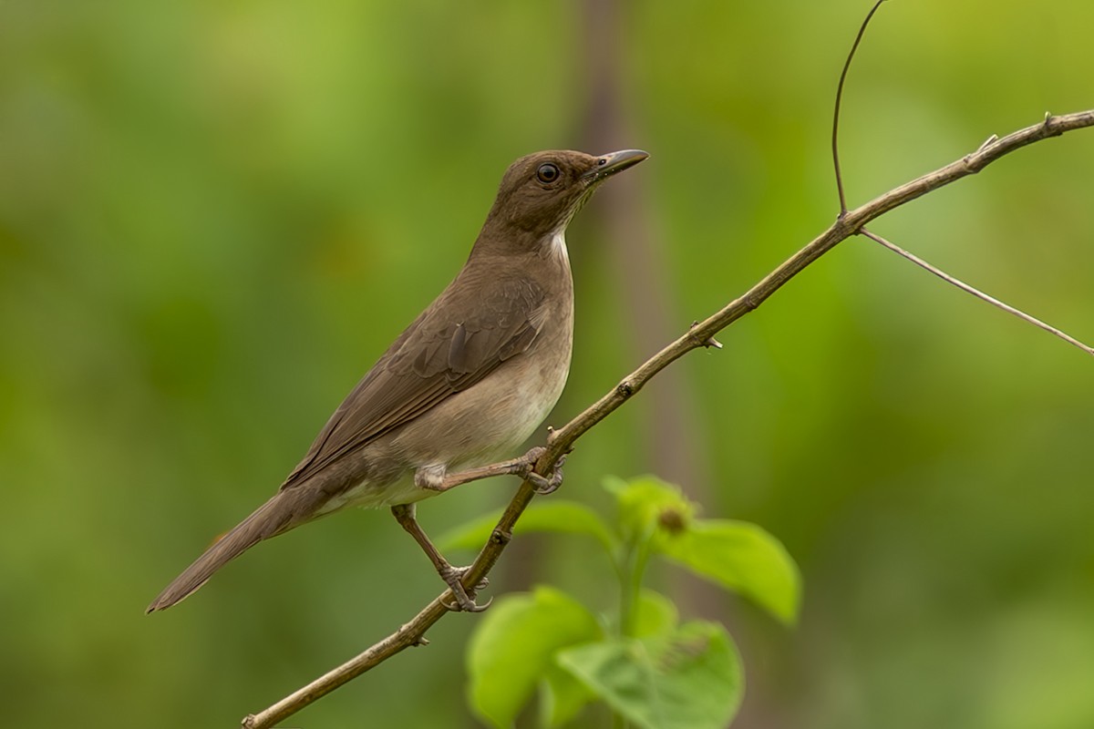 Black-billed Thrush - ML644970631