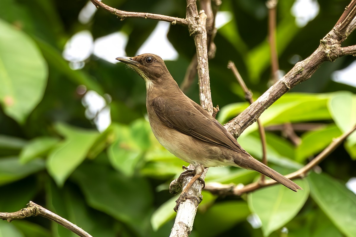 Black-billed Thrush - ML644970632