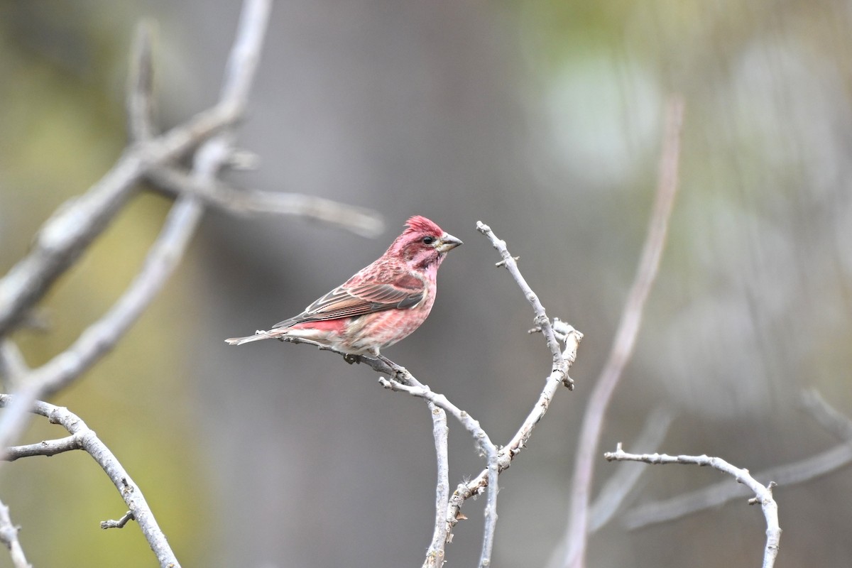 Purple Finch - ML644970633