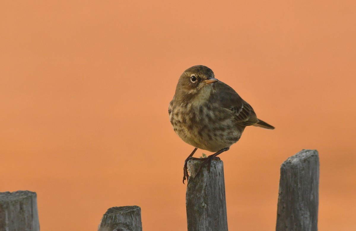 Bisbita Costero - ML644970642