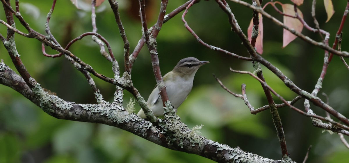 アカメモズモドキ - ML644970643