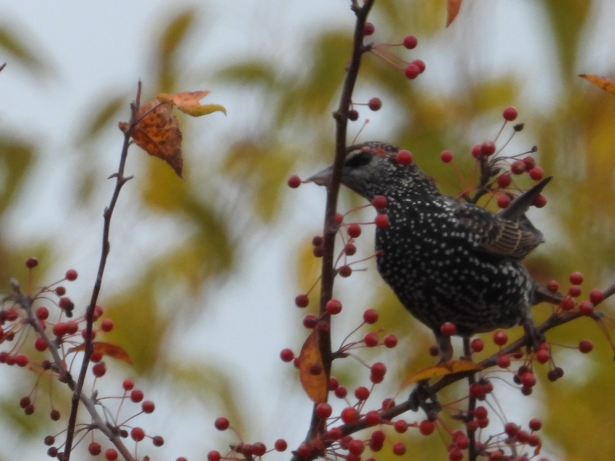 European Starling - ML644970649