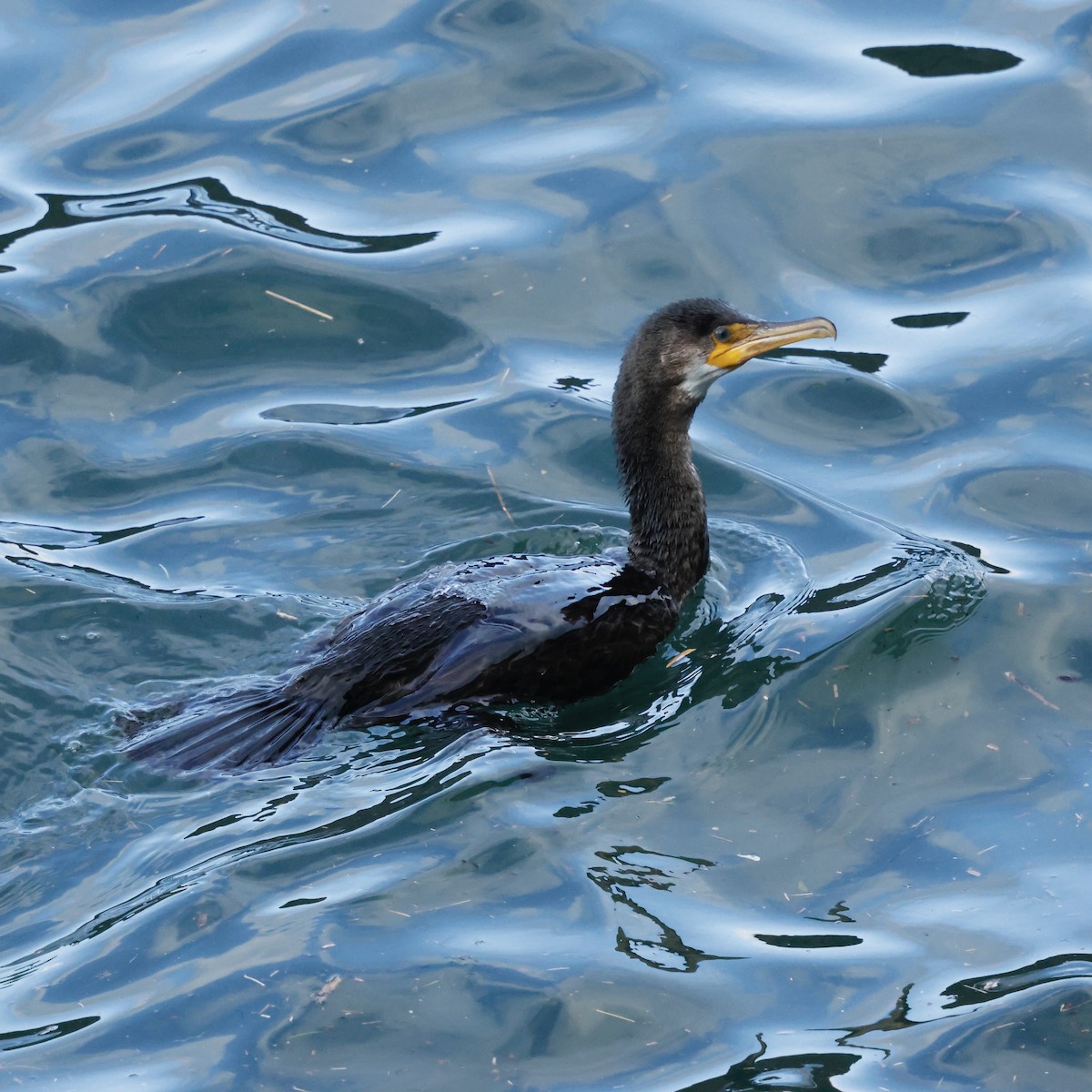 Japanese Cormorant - ML644970656