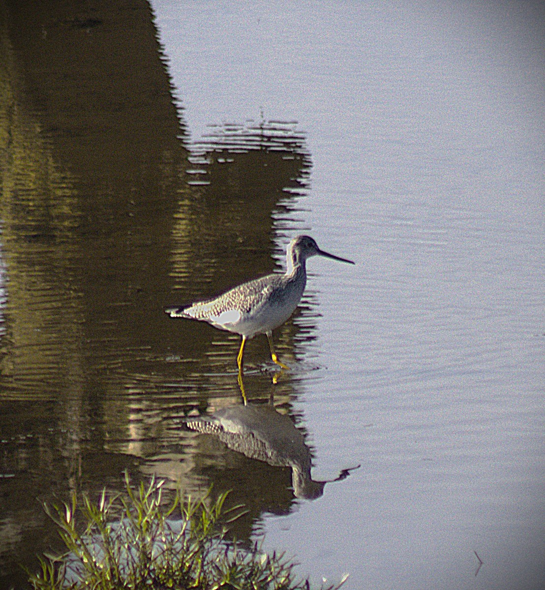 Greater Yellowlegs - ML644970664