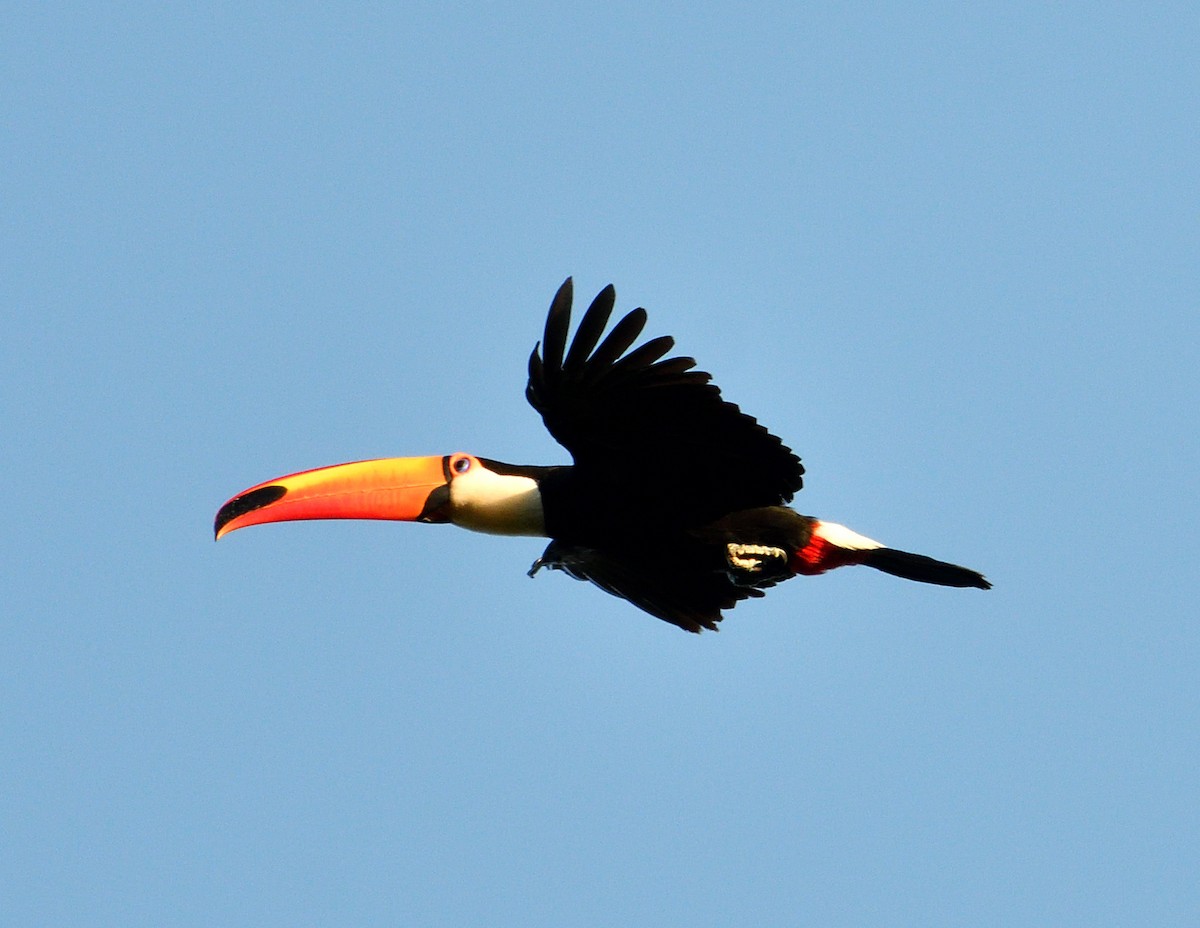 Toco Toucan - ML644970676
