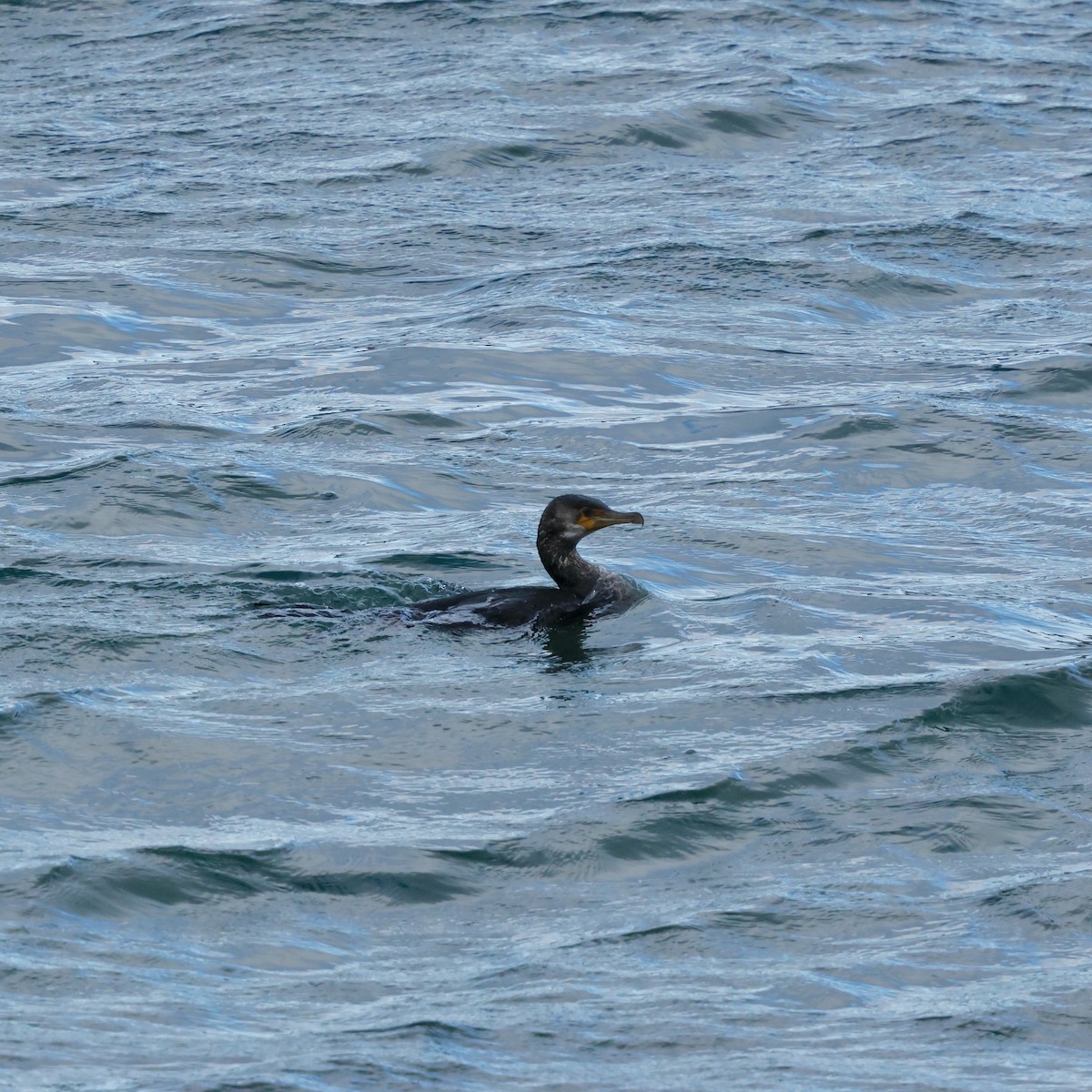 Japanese Cormorant - ML644970677