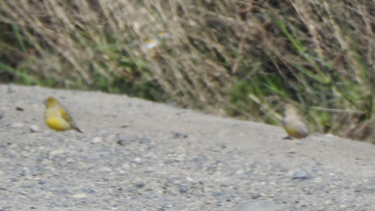 Patagonian Yellow-Finch - ML644970684