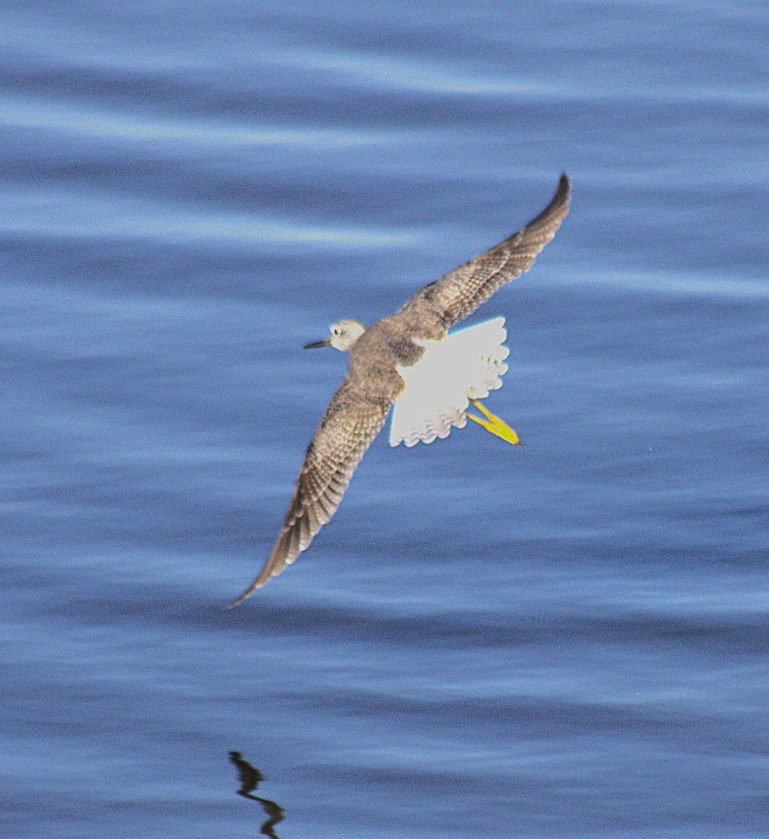 Greater Yellowlegs - ML644970693