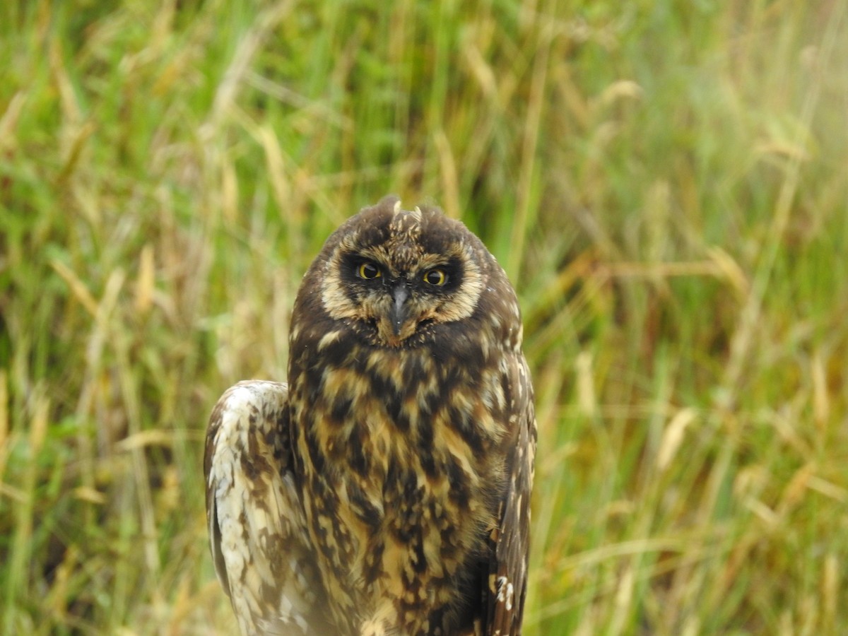 Short-eared Owl - ML644970695