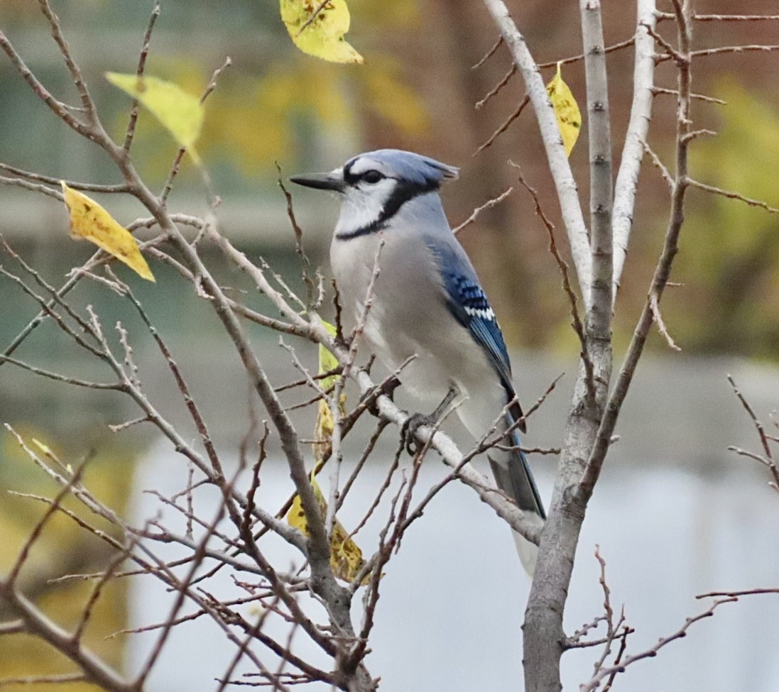 Blue Jay - ML644970696