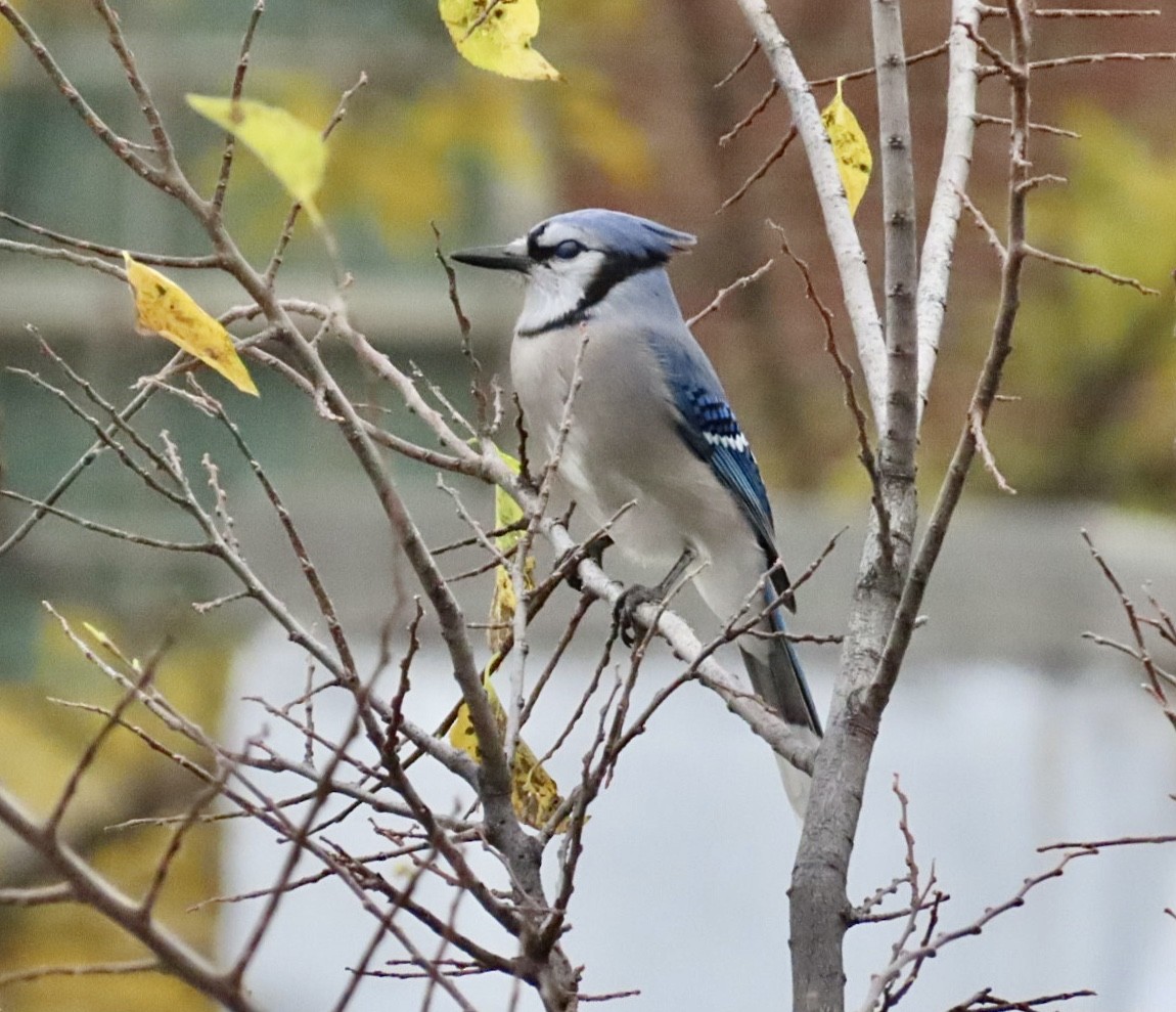 Blue Jay - ML644970697