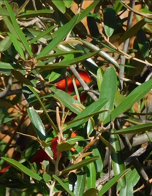 ミナミショウジョウコウカンチョウ - ML644970698