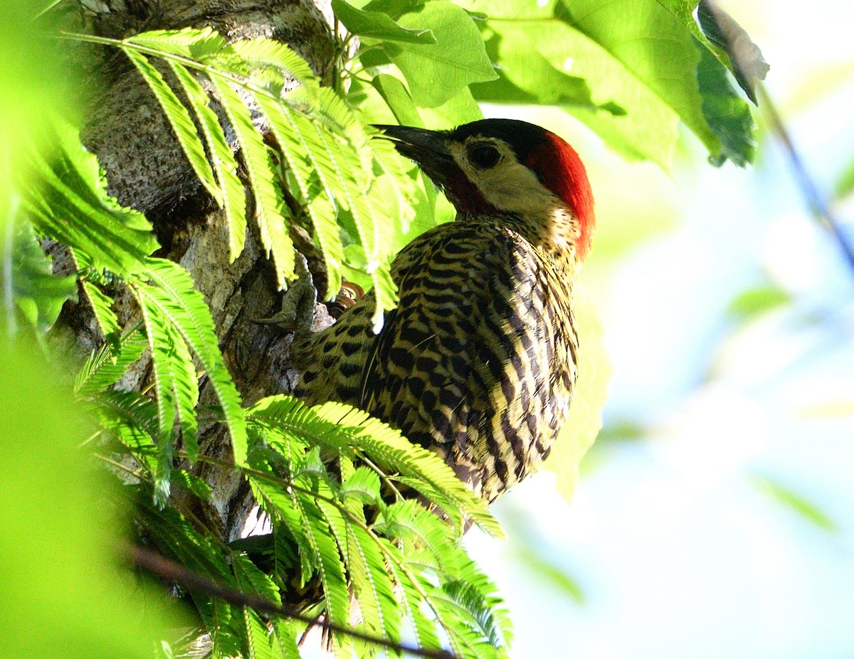 Декол плямистоволий - ML644970700