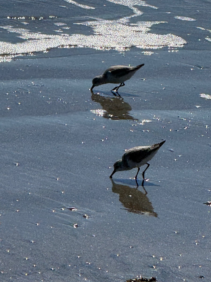 Txirri zuria - ML644970703