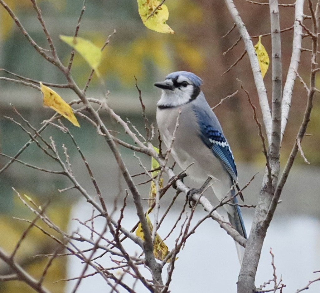 Blue Jay - ML644970720