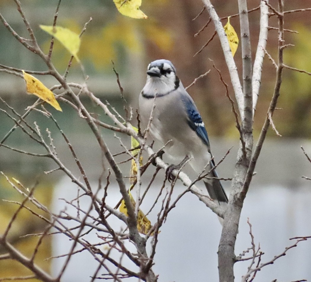 Blue Jay - ML644970721