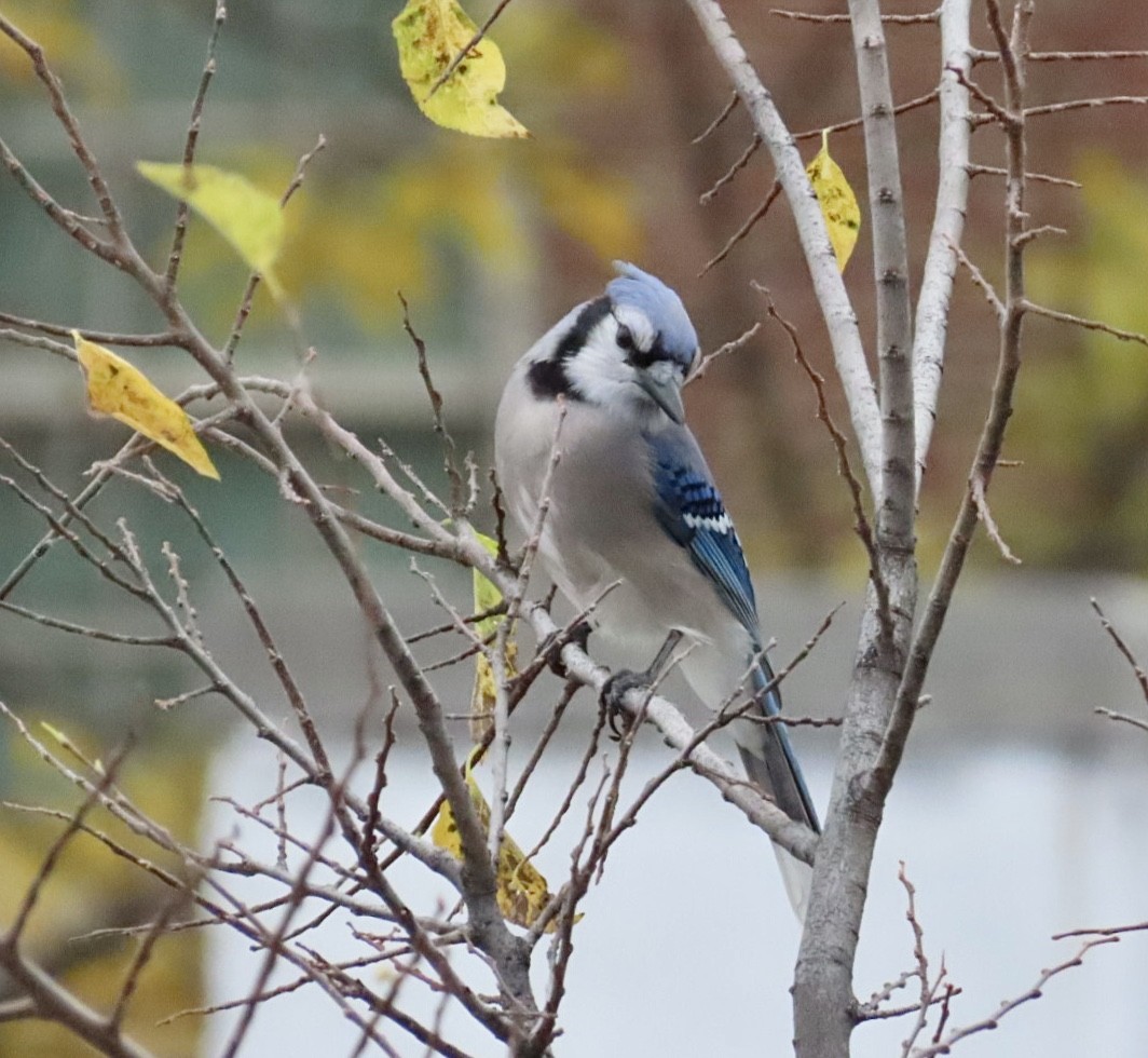 Blue Jay - ML644970722
