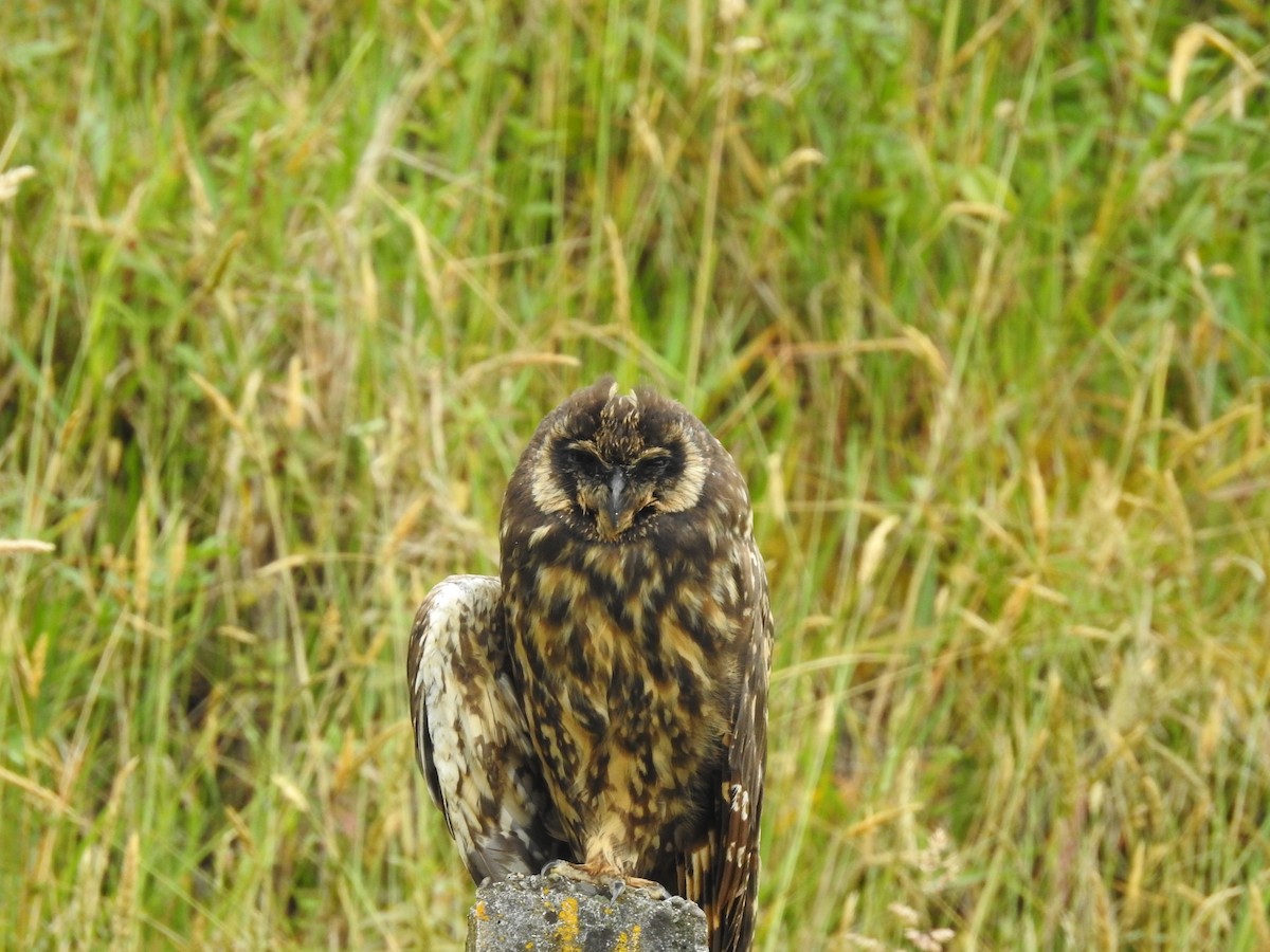 Short-eared Owl - ML644970728