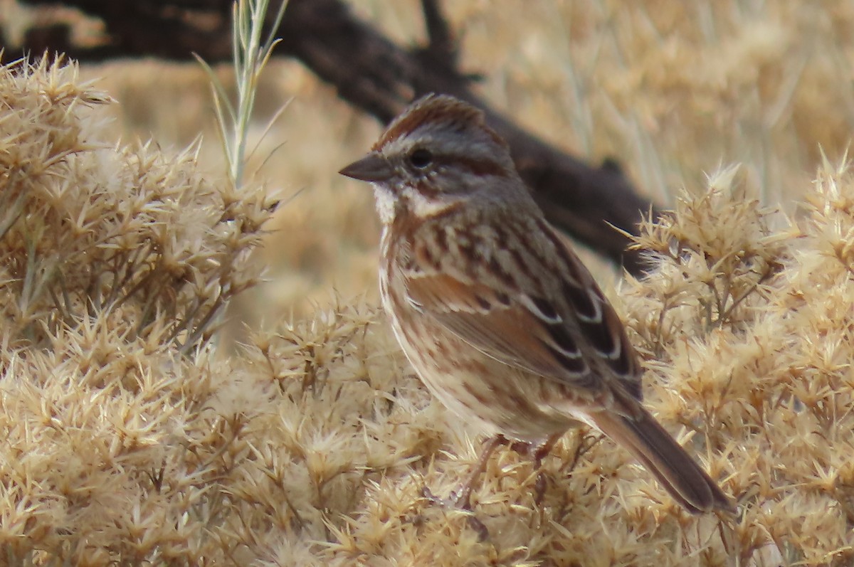 Song Sparrow - ML644970733
