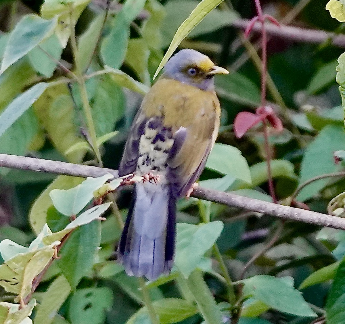 Gray-headed Bulbul - ML644970739
