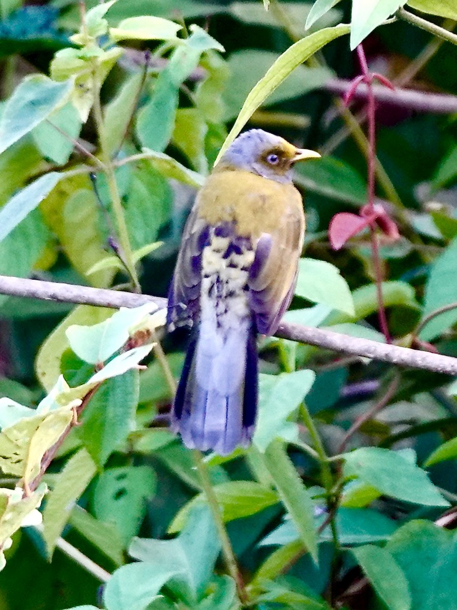 Gray-headed Bulbul - ML644970740