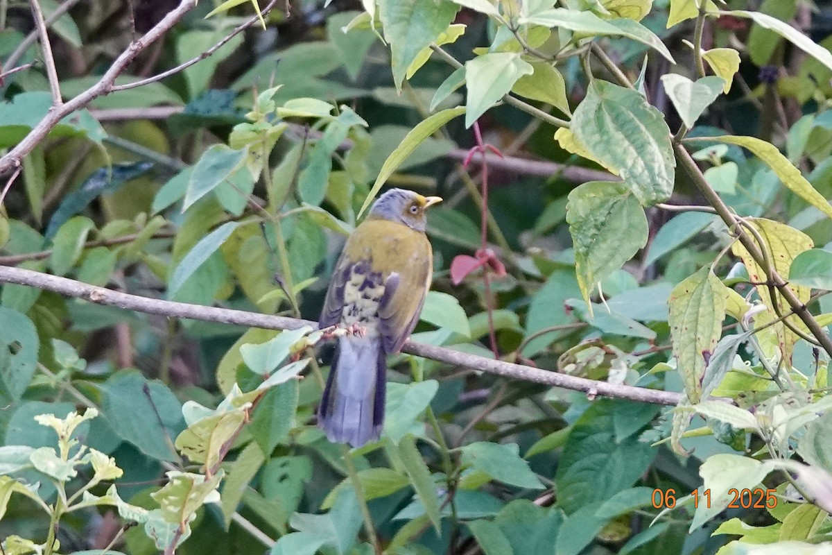Gray-headed Bulbul - ML644970741