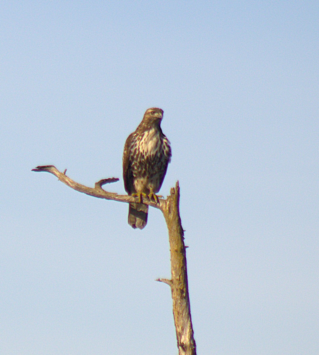 Red-tailed Hawk (calurus/alascensis) - ML644970745