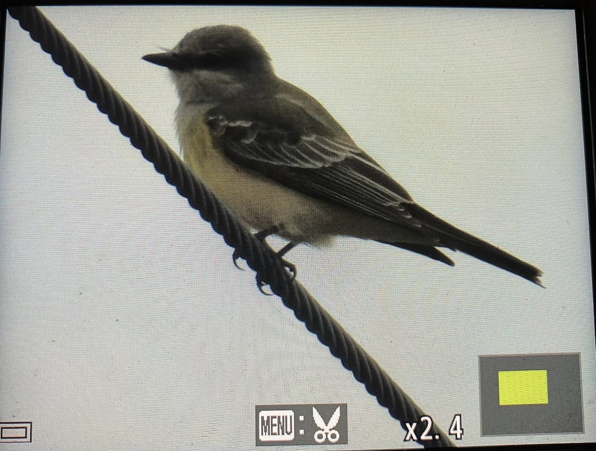 Western Kingbird - ML644970746
