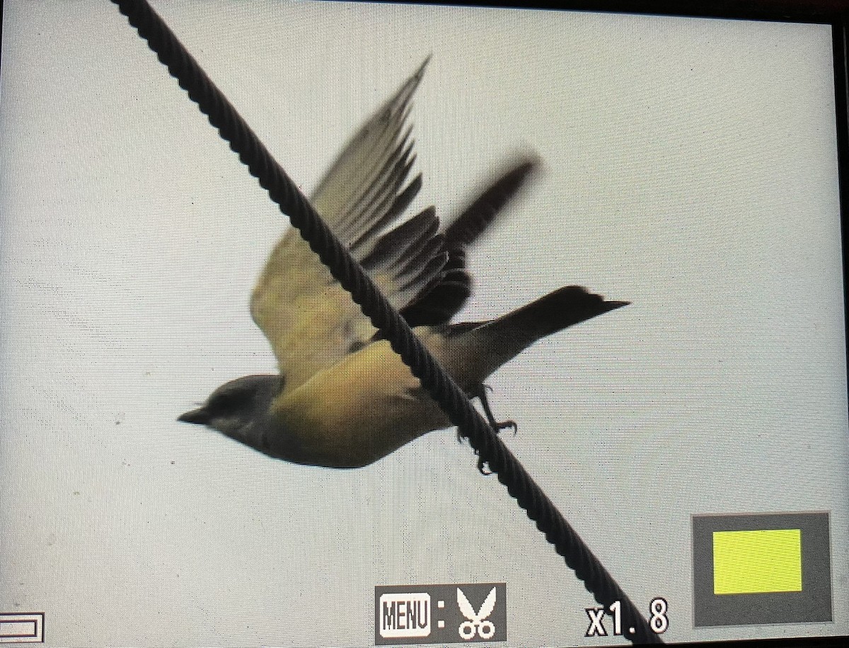 Western Kingbird - ML644970756