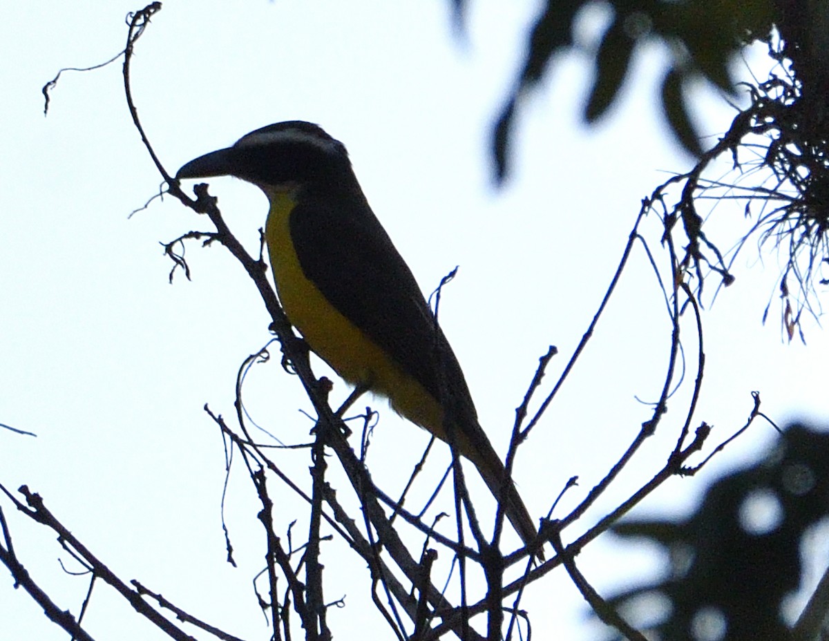 Boat-billed Flycatcher - ML644970759