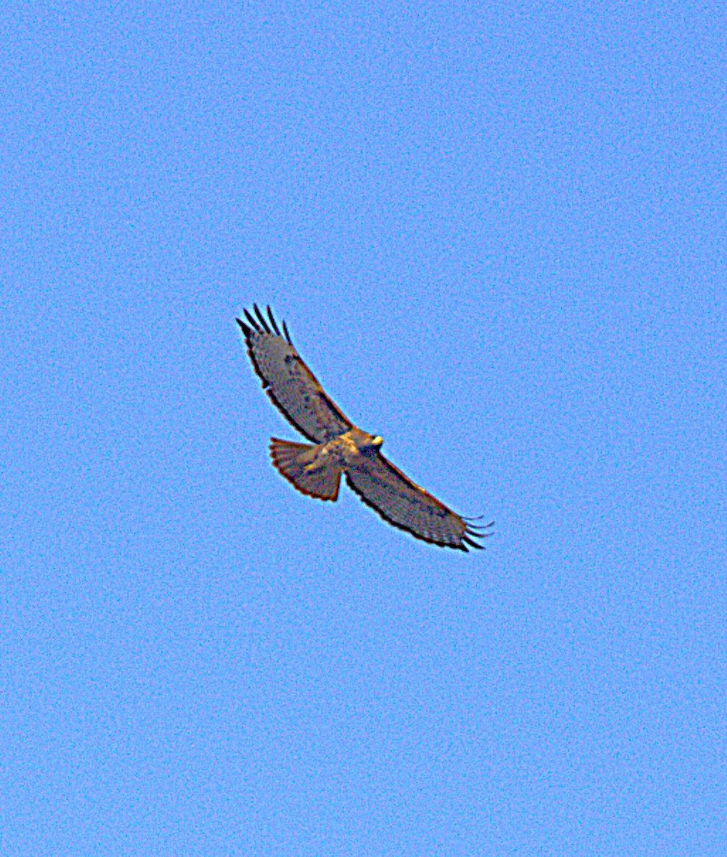 Red-tailed Hawk (calurus/alascensis) - ML644970760