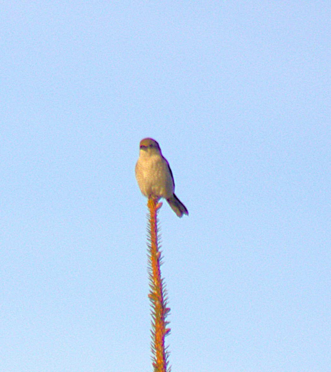 Northern Shrike - ML644970779