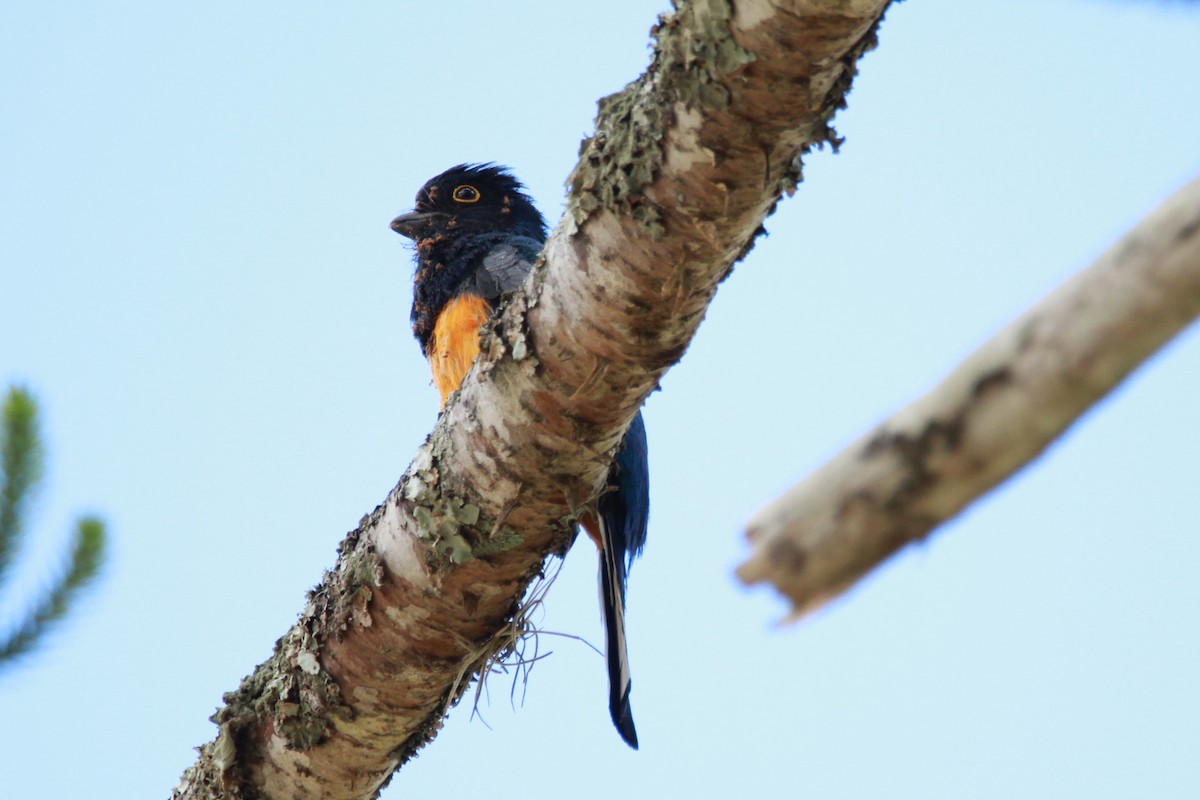 Surucua Trogon (Orange-bellied) - ML644970791