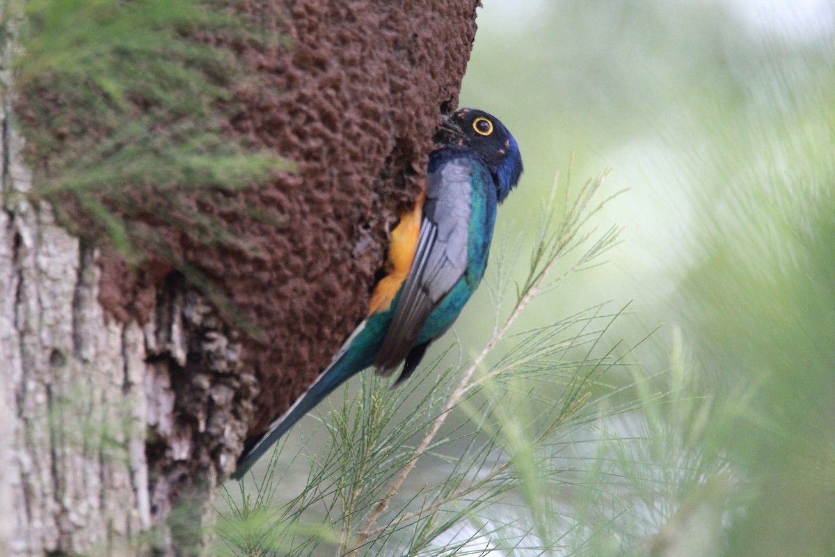 Surucua Trogon (Orange-bellied) - ML644970792