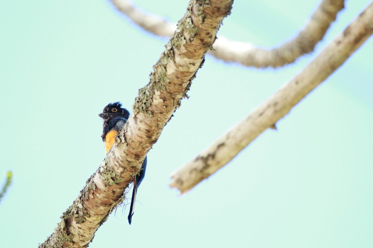 Surucua Trogon (Orange-bellied) - ML644970793