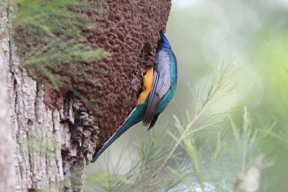 Surucua Trogon (Orange-bellied) - ML644970794