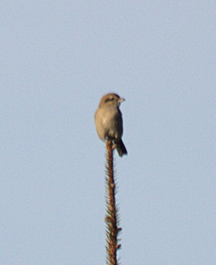Northern Shrike - ML644970799