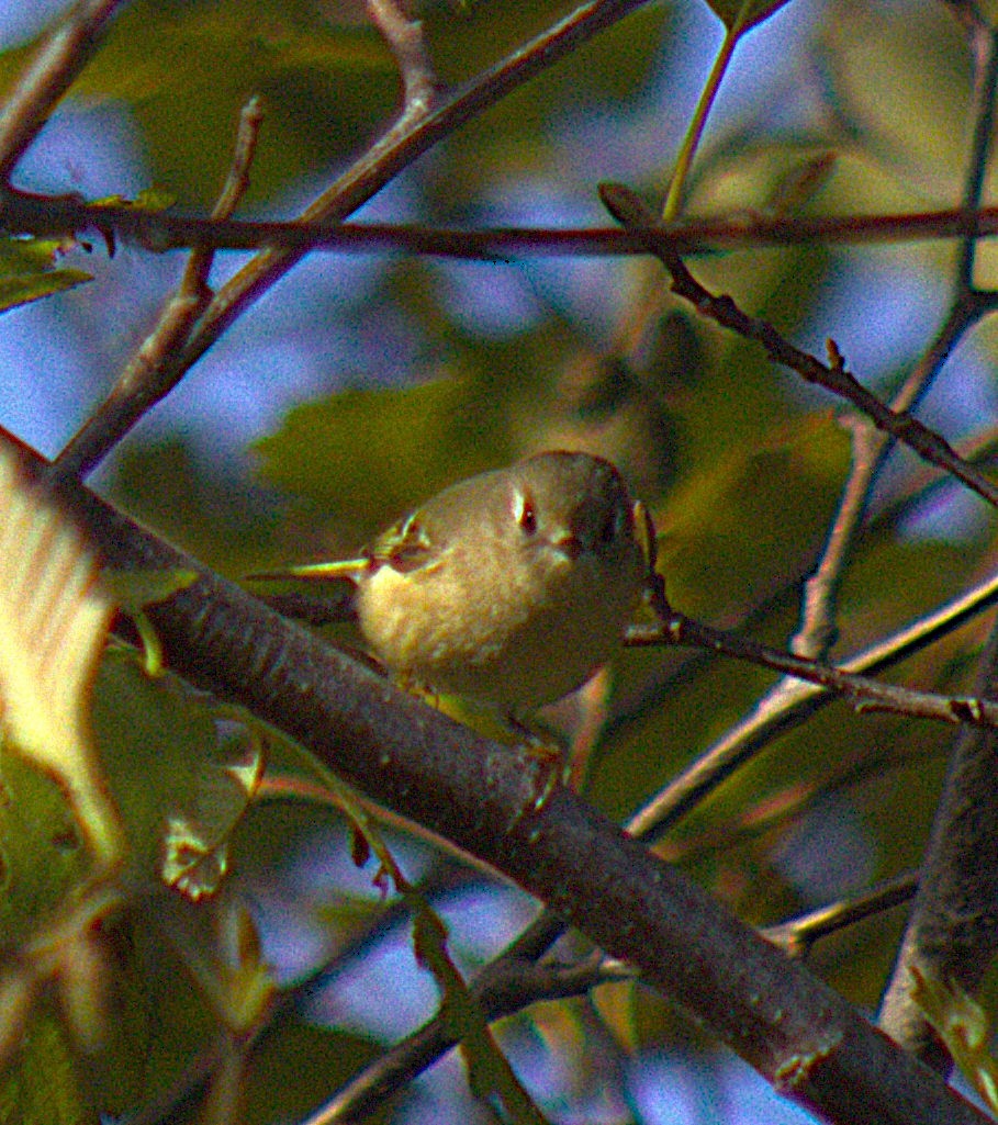 Ruby-crowned Kinglet - ML644970813