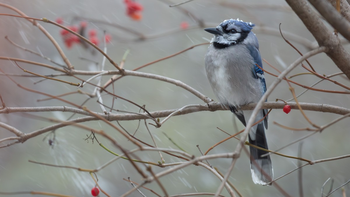 Blue Jay - ML644970832