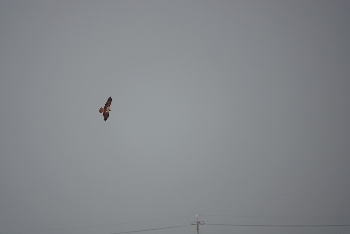 Eastern Marsh Harrier - ML644970837