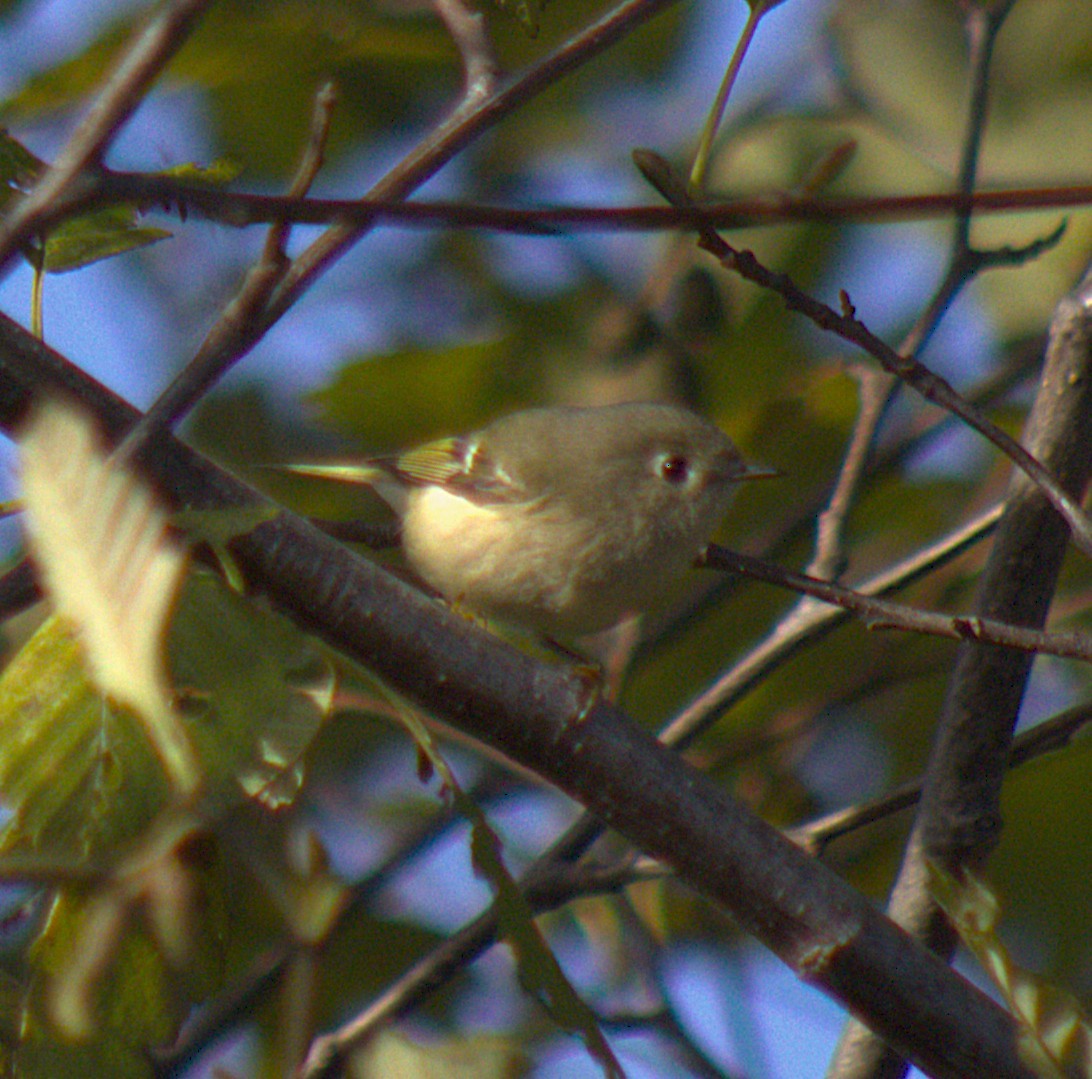 Ruby-crowned Kinglet - ML644970840