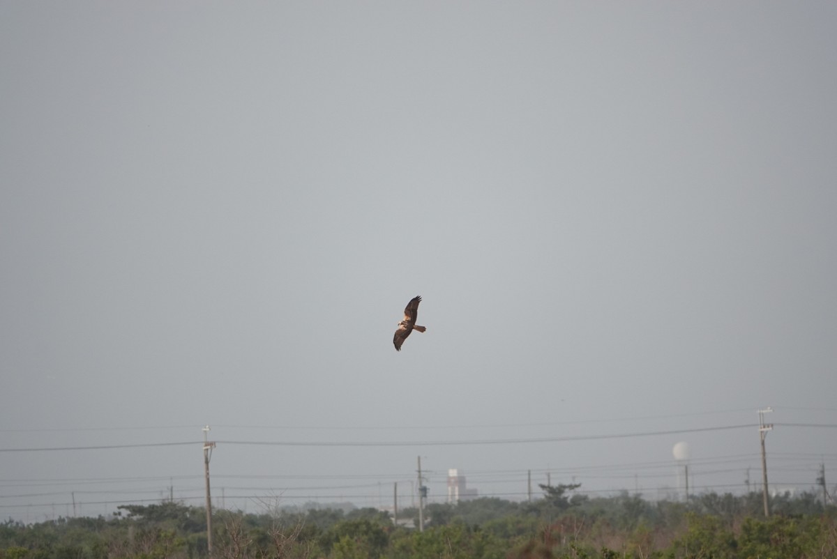 Eastern Marsh Harrier - ML644970860